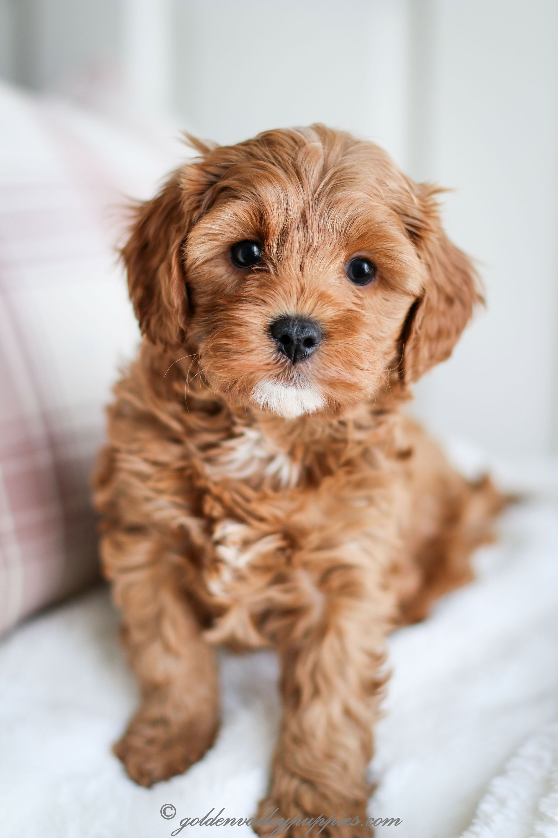 Small brown Cavapoo puppy sitting on a white blanket, looking at the camera.