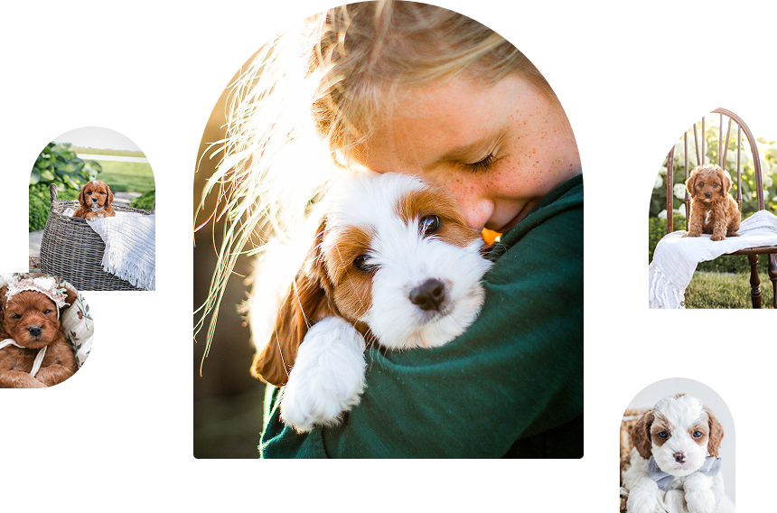 Red Cavapoo Puppy, Toy Cavapoo Puppy, Cavapoo Puppy for sale