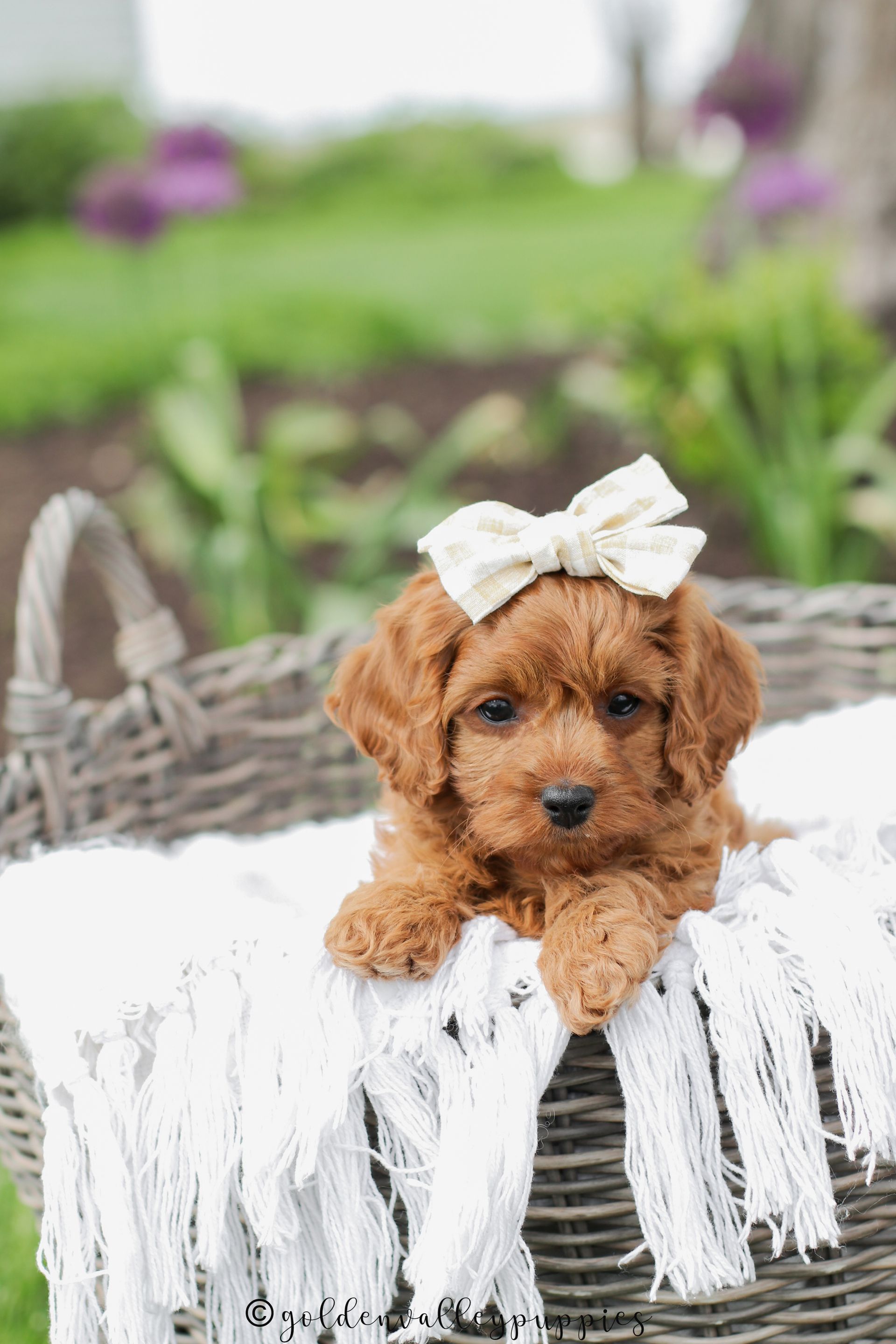 Brown puppy with a white bow sitting on a wicker basket in a garden
