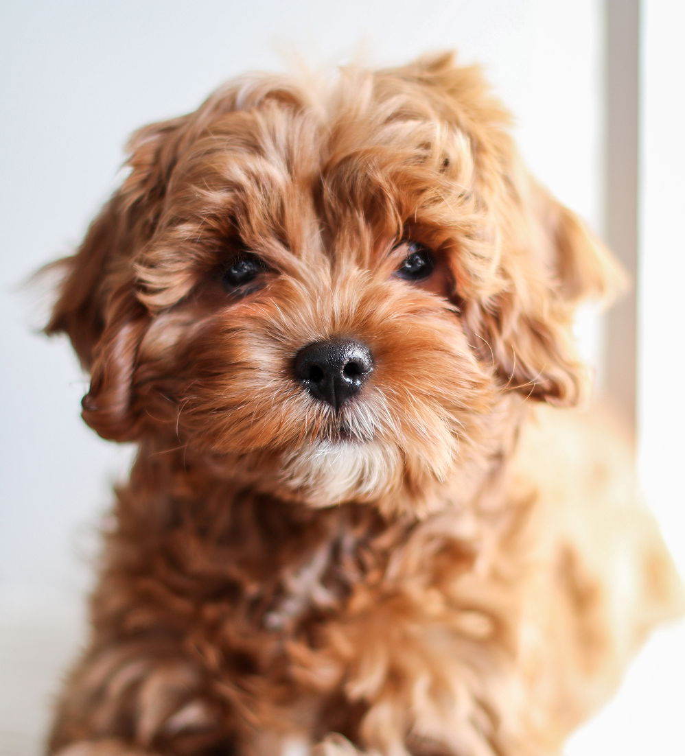 Small fluffy brown Cavapoo puppy with curly fur and dark eyes against a light background