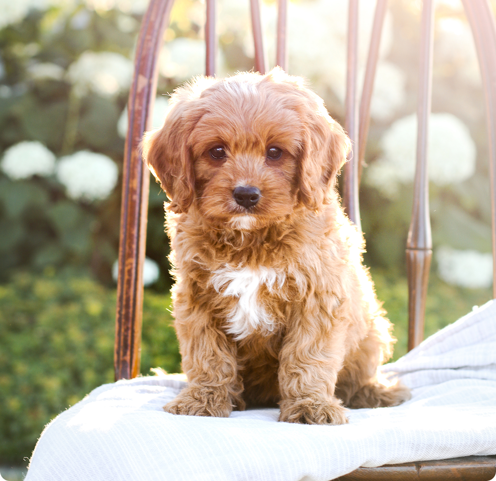 Cavapoo Puppy on a chair, Cavapoo Breeder in Midwest