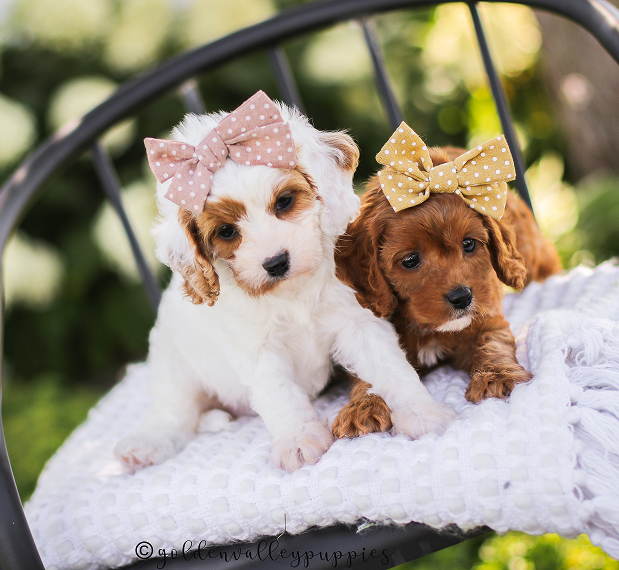 Cavapoo Puppies on a bench, Cavapoo Puppy, Cavapoo Breeder