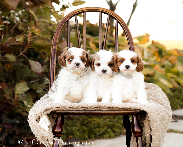 Midwest Cavapoo Breeder, Cavadoodle, Cavapoo puppies for sale near me
