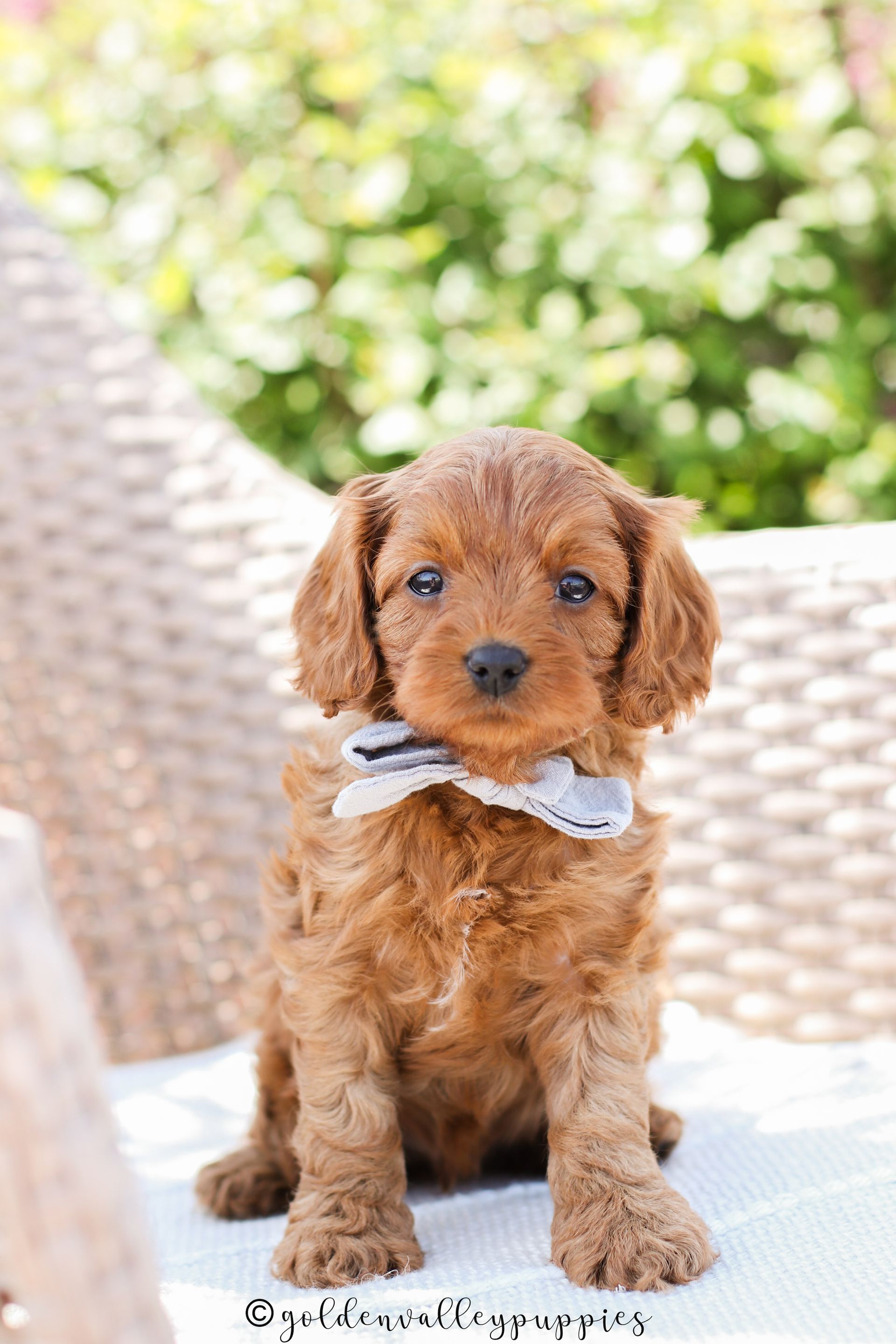 Small brown Cavapoo puppy with a gray bow sitting on a white cushion outdoors. Cavapoo breeder