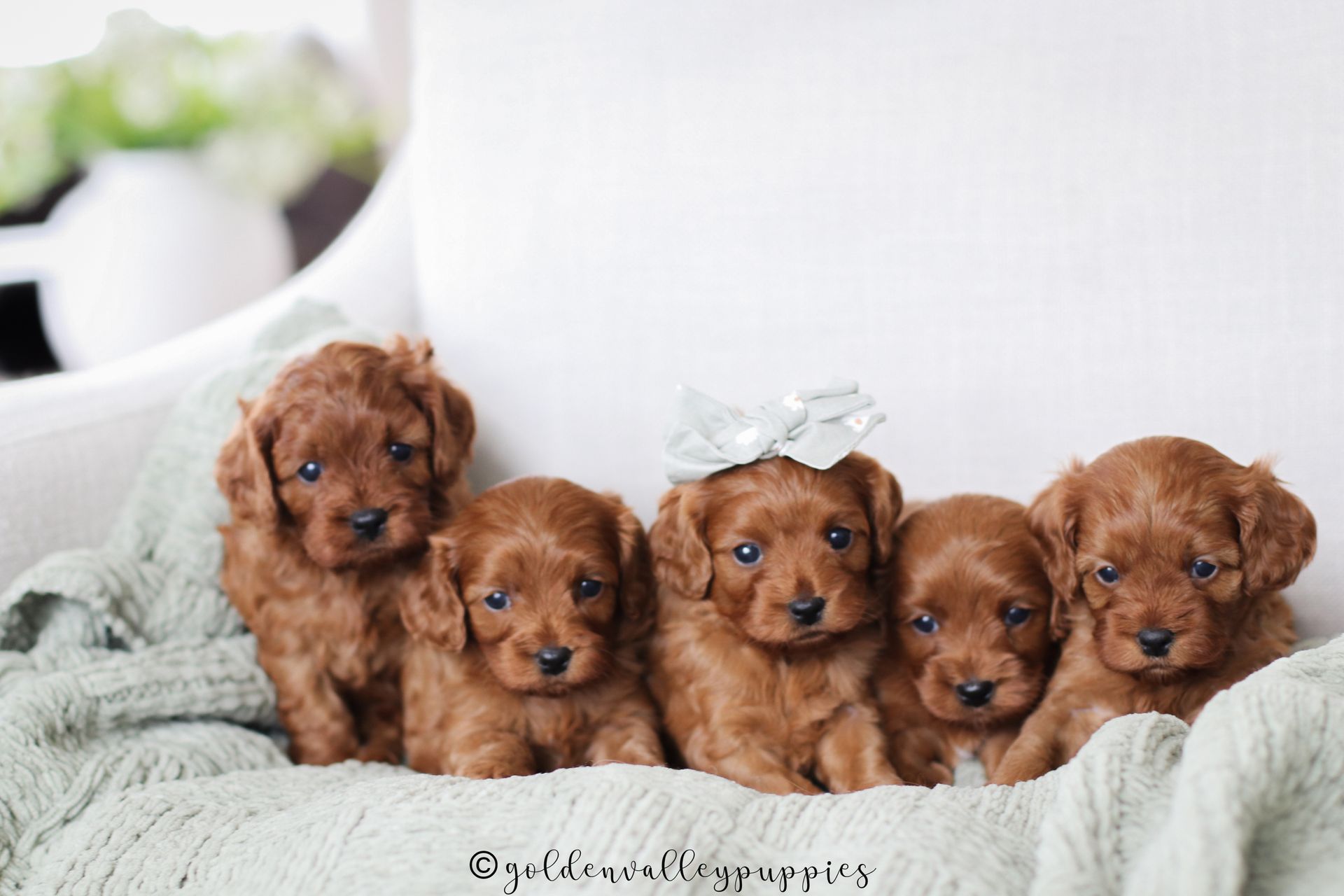 Five fluffy red-brown cavapoo puppies sitting together on a soft, light green blanket. One puppy wears a white bow.