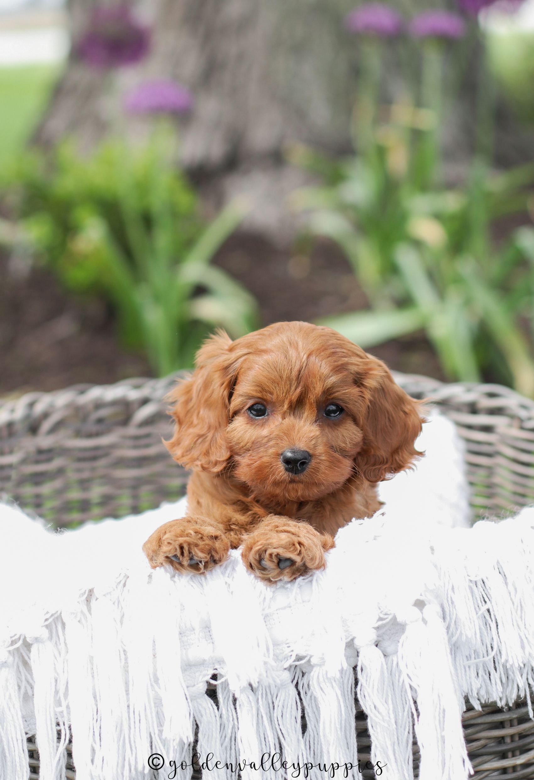 Small brown cavapoo puppy peeking over a white fringed blanket outdoors in a garden