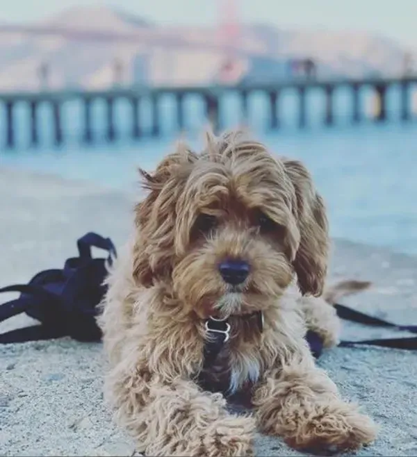 Cavapoo Puppies for sale, Cavapoo breeder, Cavapoo Puppy, Toy Cavapoo Puppies, Mini Cavapoo Puppies