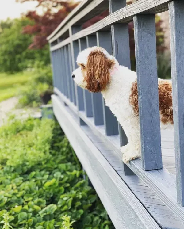 Cavapoo Puppies for sale, Cavapoo breeder, Cavapoo Puppy, Toy Cavapoo Puppies, Mini Cavapoo Puppies
