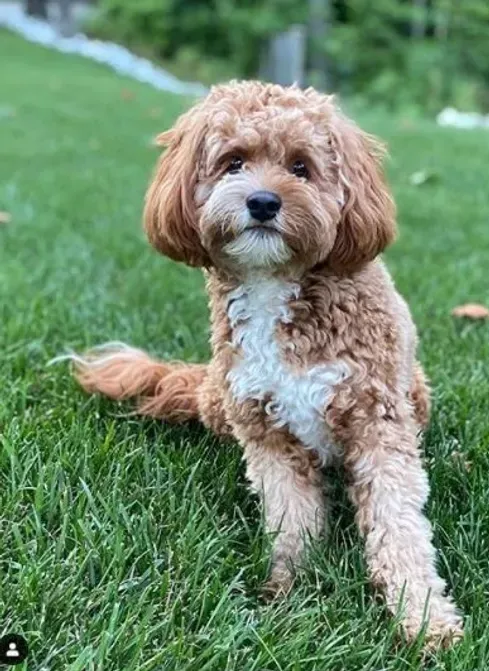 Cavapoo Puppies for sale, Cavapoo breeder, Cavapoo Puppy, Toy Cavapoo Puppies, Mini Cavapoo Puppies