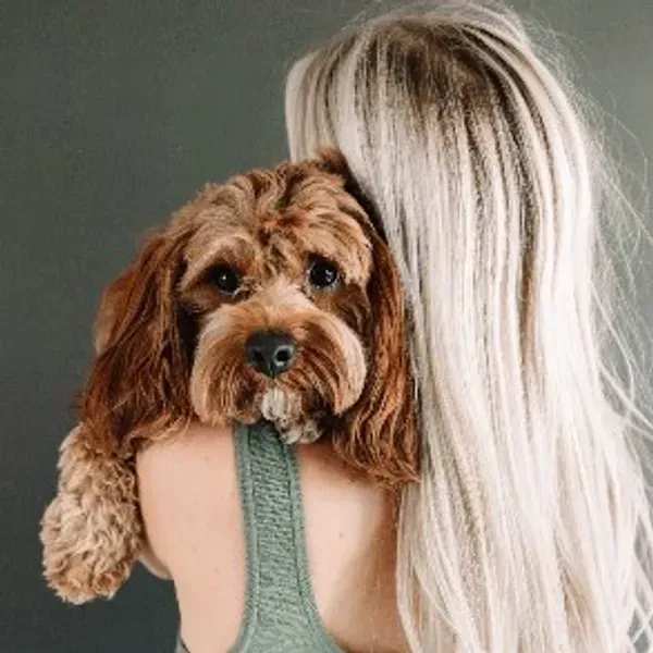 Cavapoo Puppies for sale, Cavapoo breeder, Cavapoo Puppy, Toy Cavapoo Puppies, Mini Cavapoo Puppies