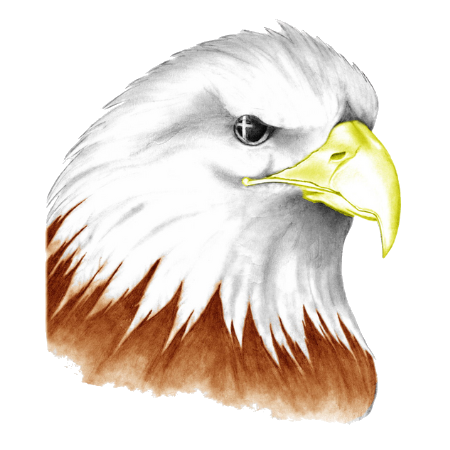 A bald eagle with a yellow beak on a white background