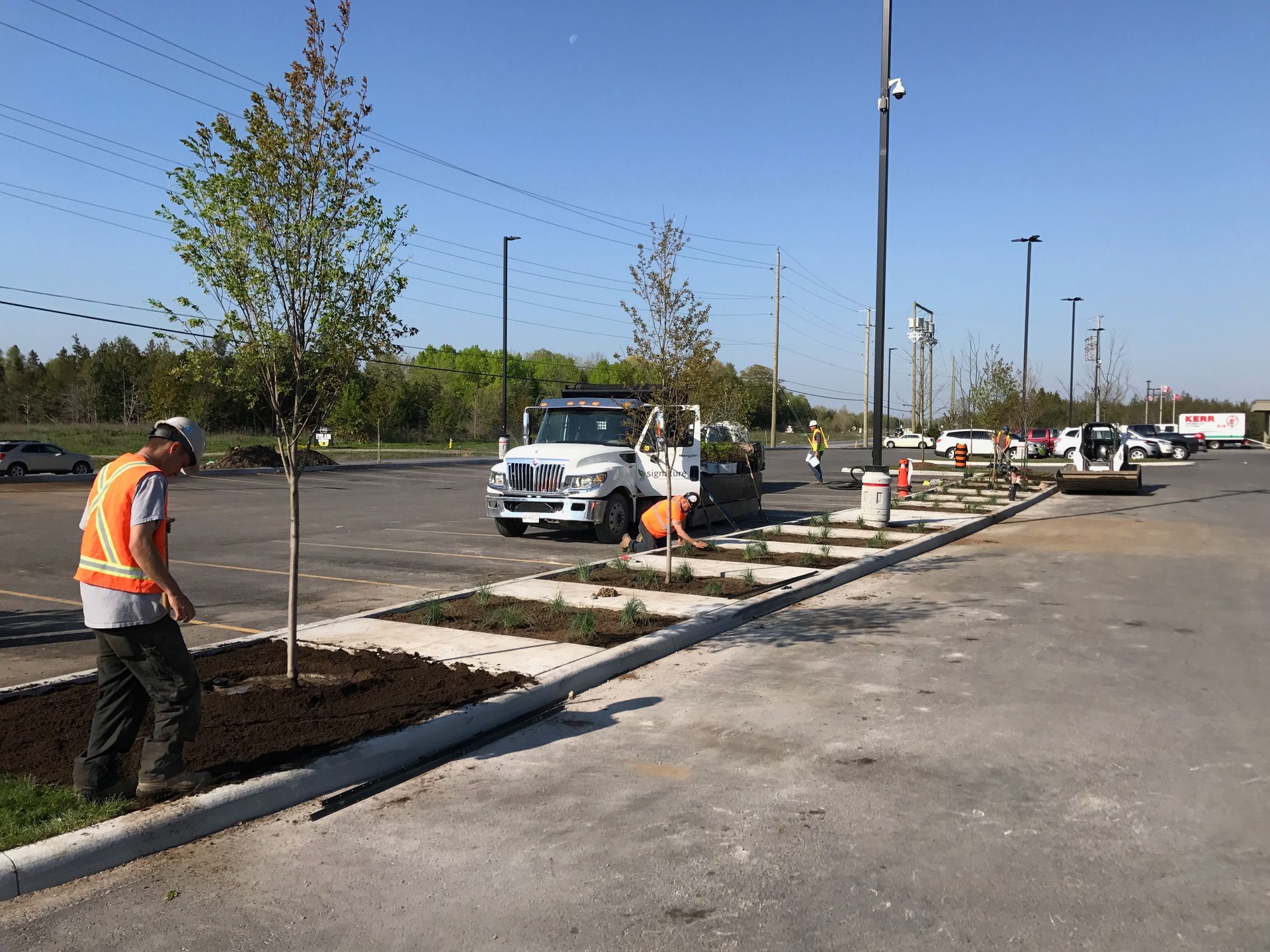 A man is planting a tree in a parking lot.