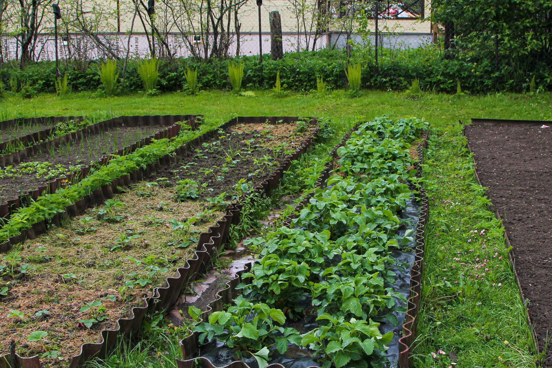 A garden with a lot of plants growing in it