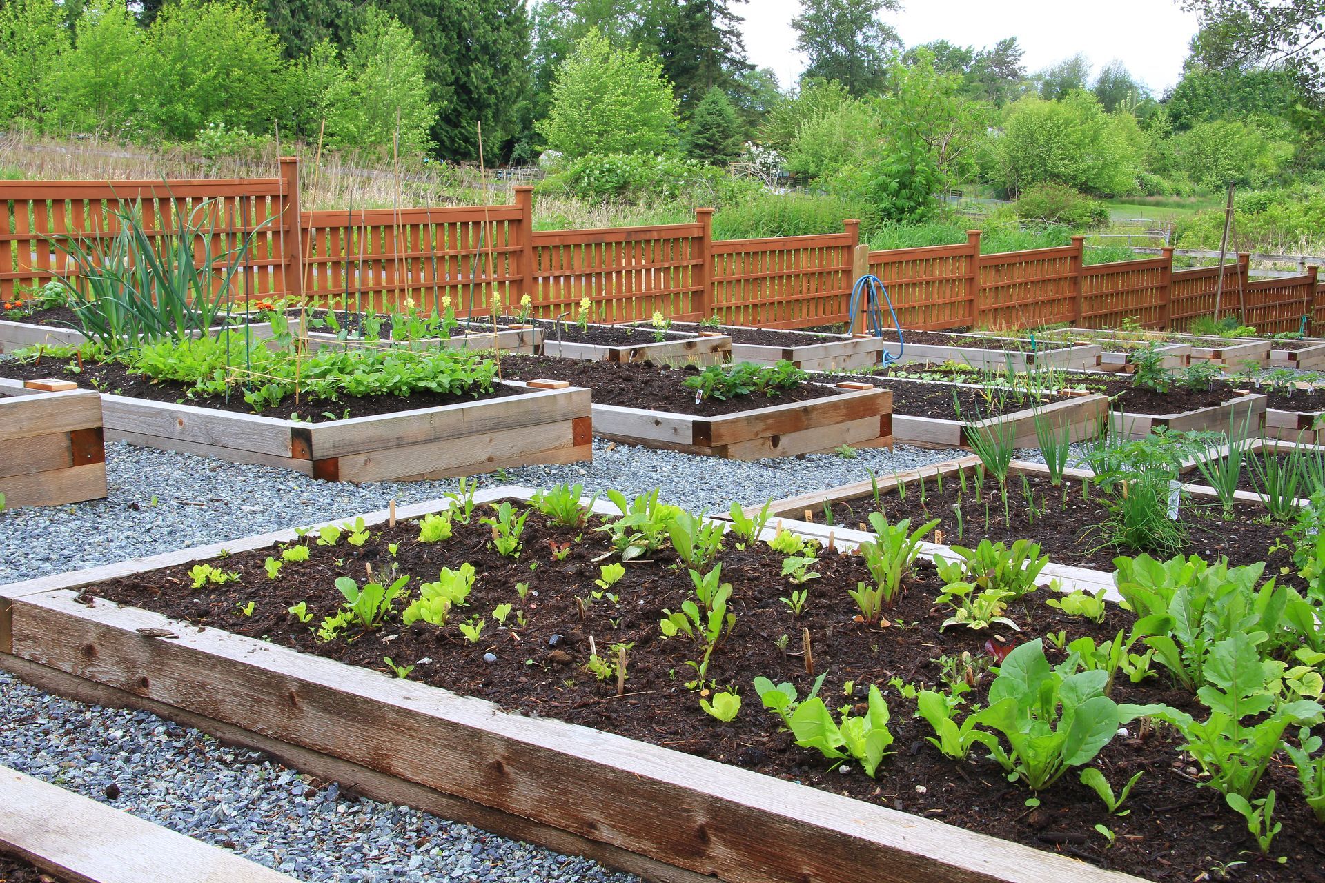 A garden with lots of plants and a wooden fence