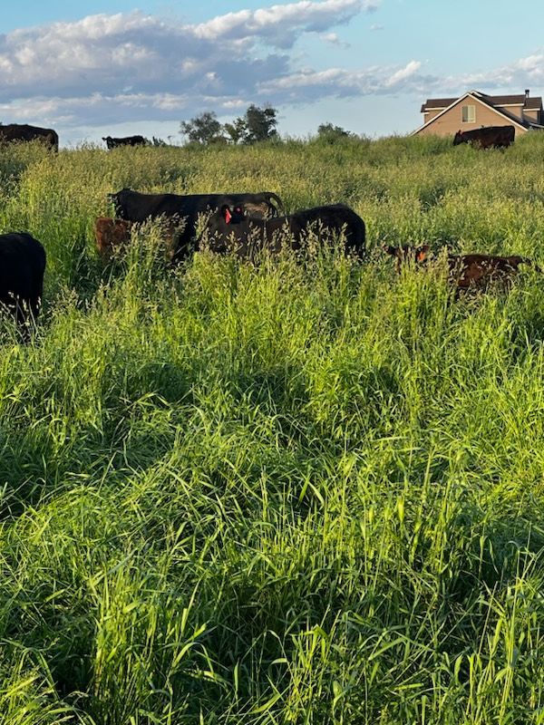 A herd of cows are grazing in a grassy field.
