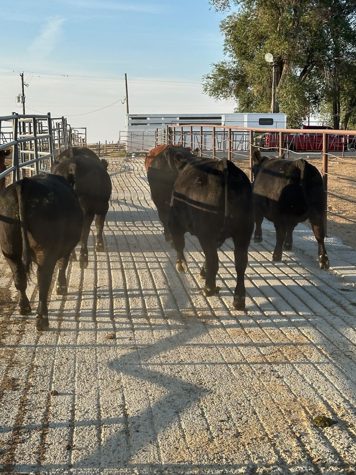 A herd of cows are walking down a dirt road.
