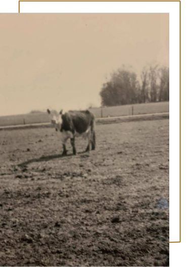 A cow is standing in a field in a black and white photo.