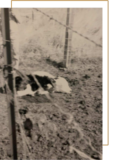 A black and white photo of a dog laying in the dirt next to a barbed wire fence.