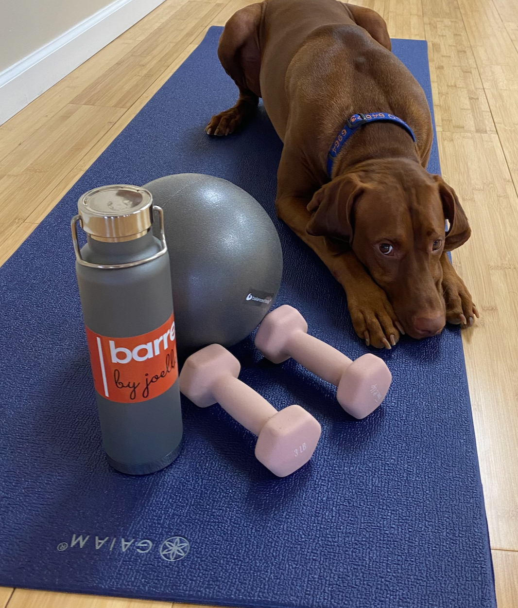 Brown dog lying on a blue mat beside a gray exercise ball, pink dumbbells, and a water bottle