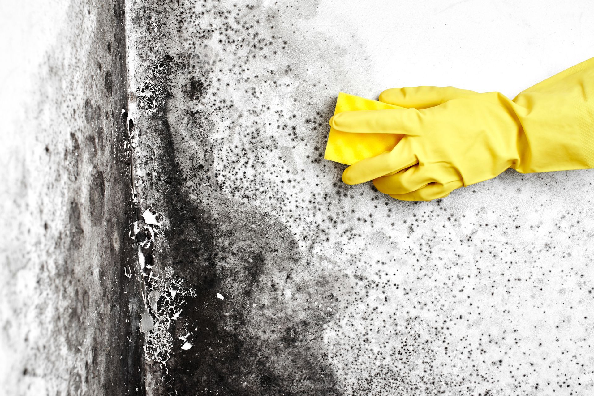Gloved hand with sponge cleaning mold off a wall.