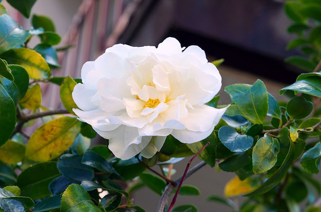 White camellia flower blooming, surrounded by green leaves.