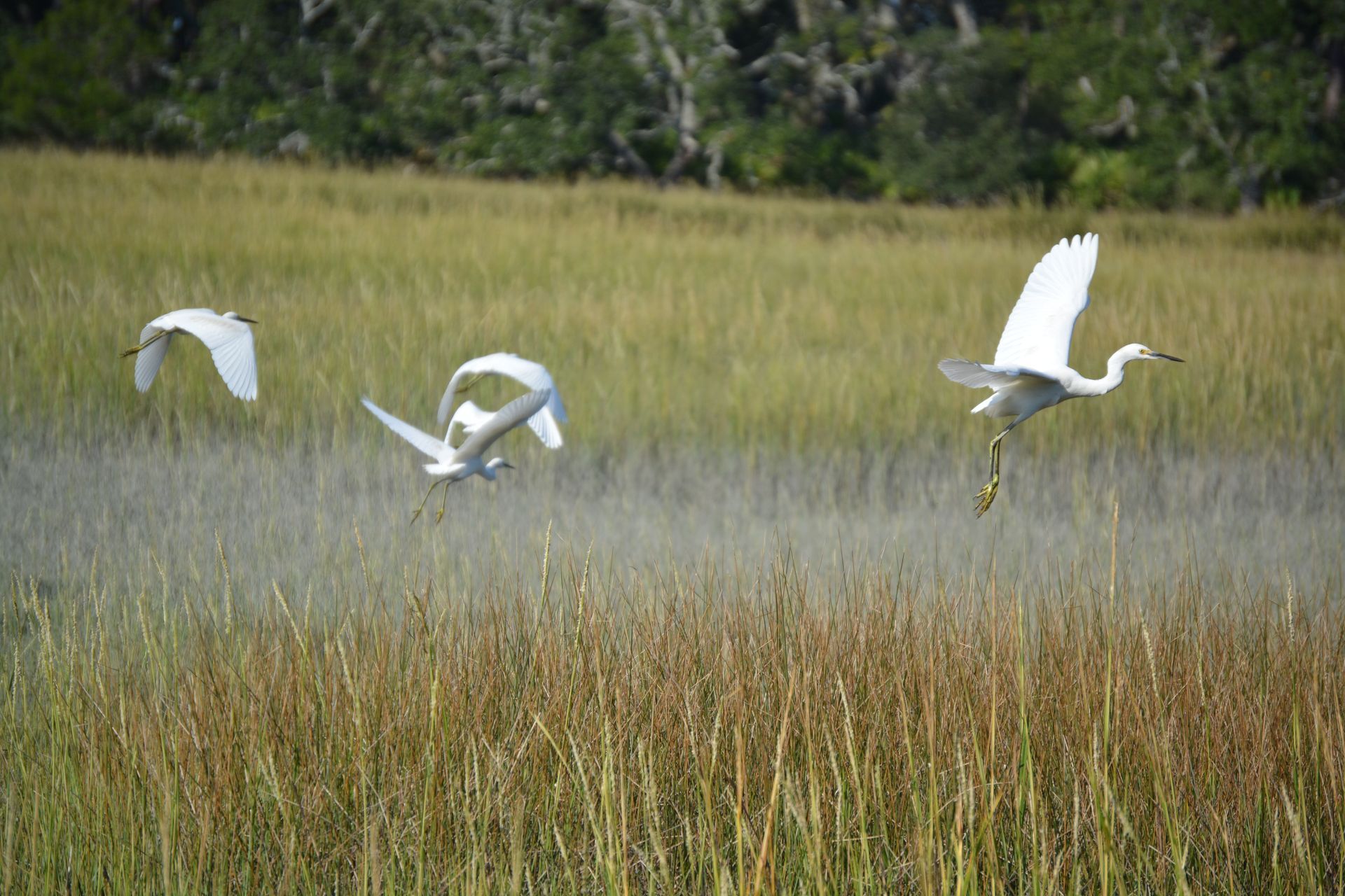 Three white birds flying low over a grassy marsh.