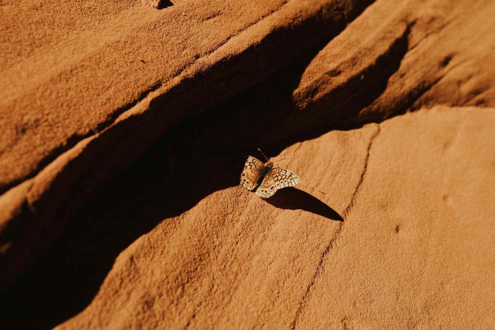 Small butterfly on sunlit orange desert sand with a sharp shadow.