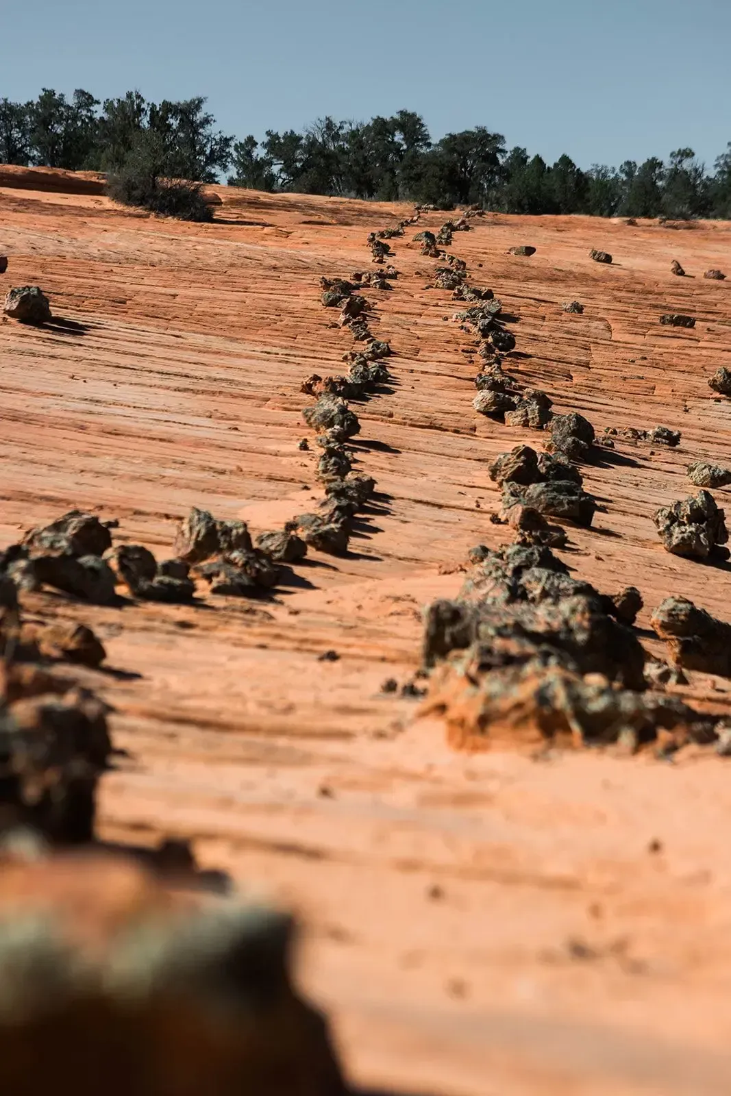 Rocky dirt path across a red sandy field with trees in the distance