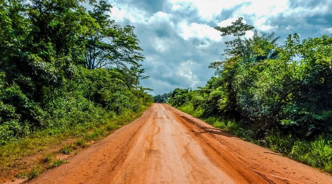 A dirt road going through a lush green forest.