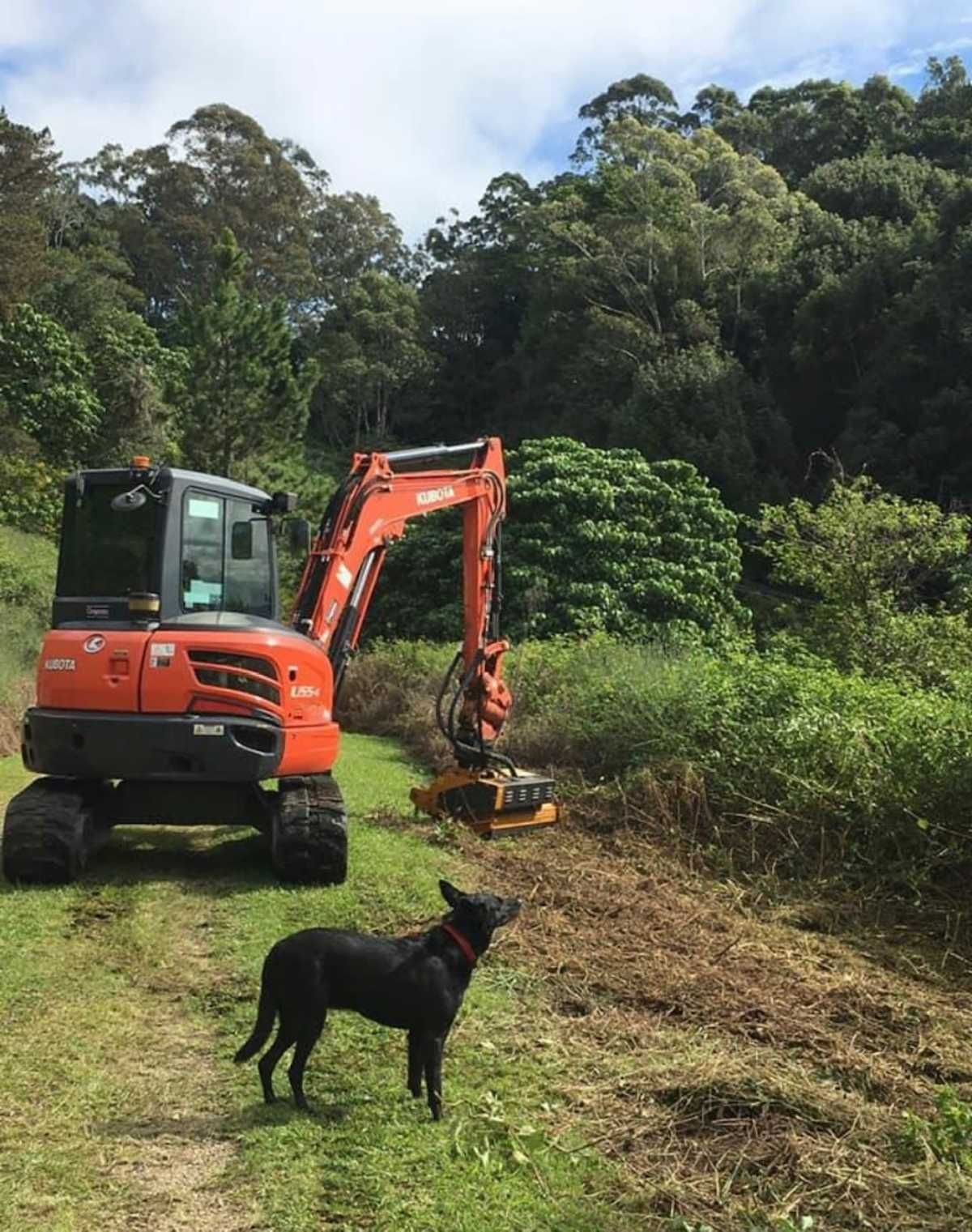 Orange Excavator Clearing Brush with Black Dog Watching in a Grassy Field Near a Forest — Northstar Excavations in Ballina, NSW