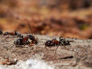 Pest Control