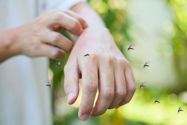 Mosquito Treatment Services