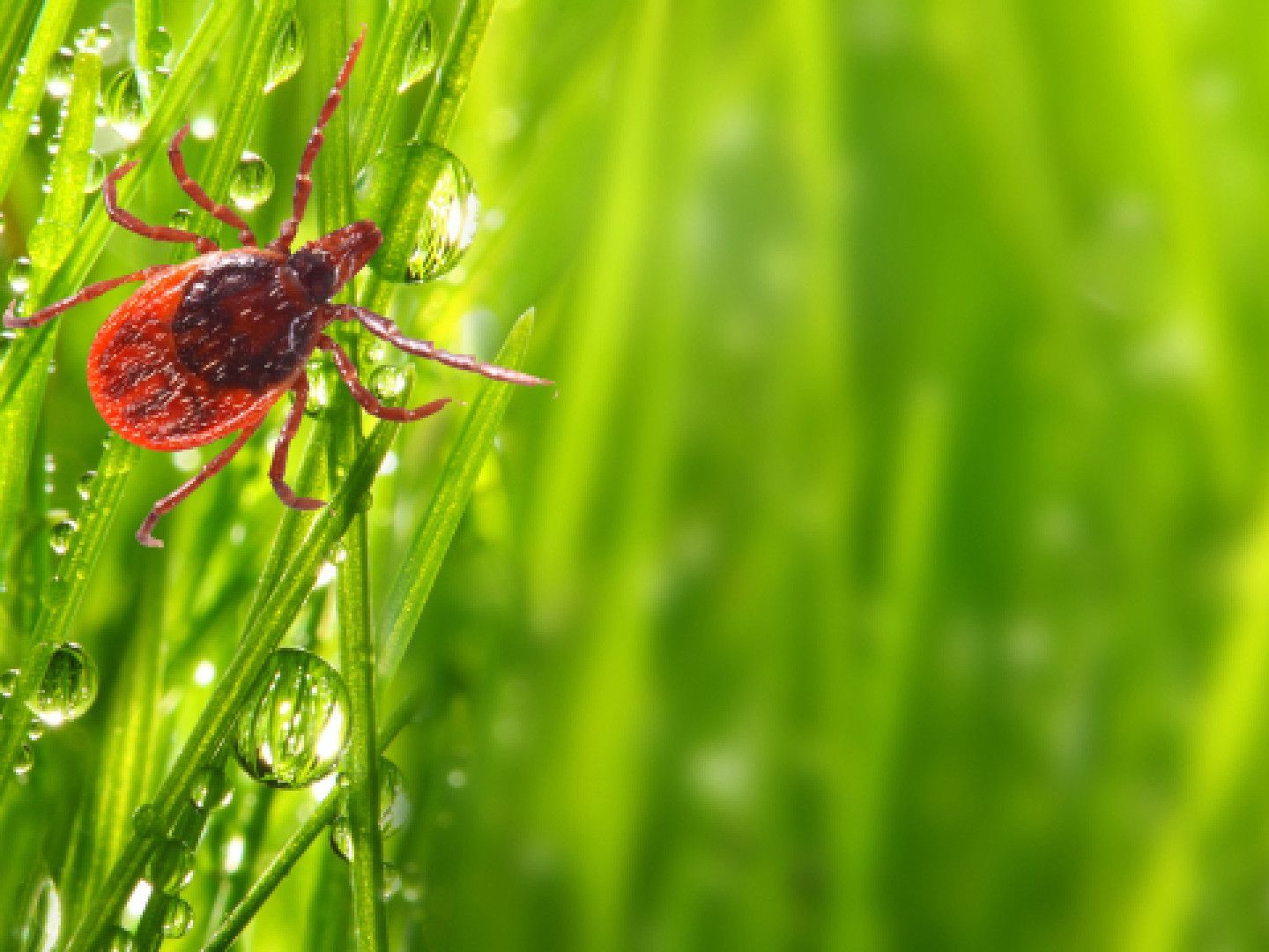 Tick