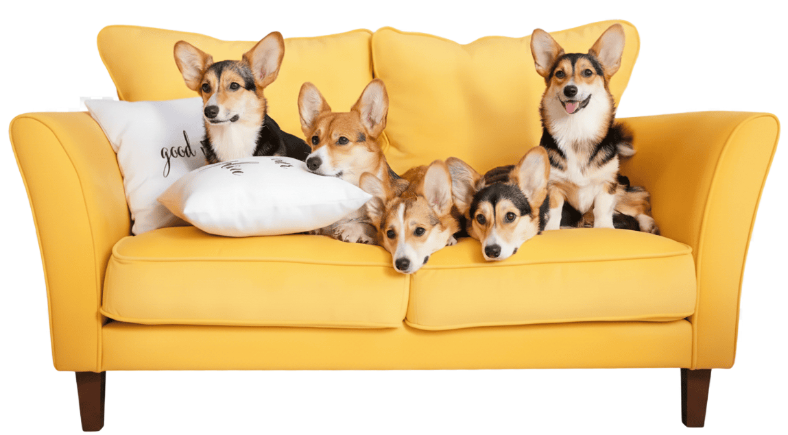 Five corgi dogs on a yellow couch; one rests head on a 