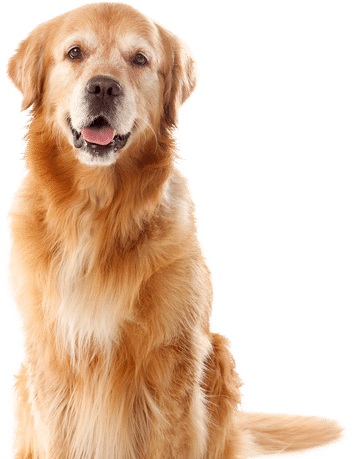 Golden Retriever dog, sitting, light brown fur, smiling, white background.