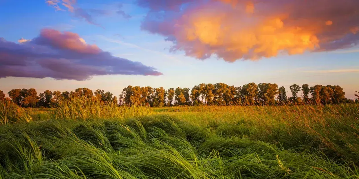 Golden hour sky above a field of tall grass and a line of trees.