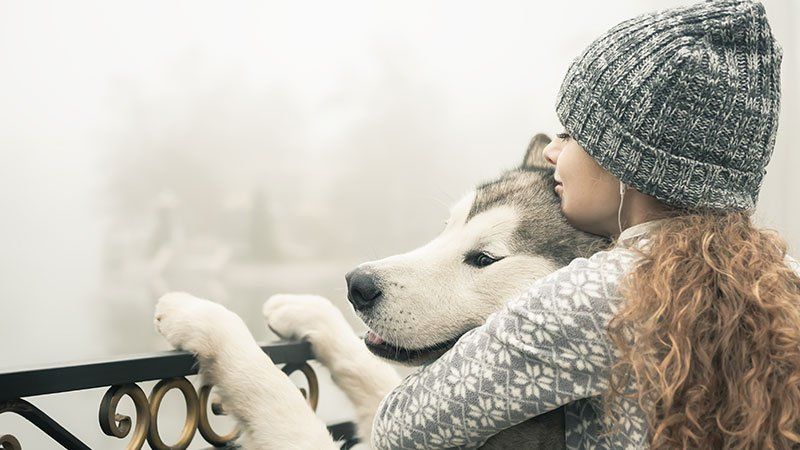 Animal-Law