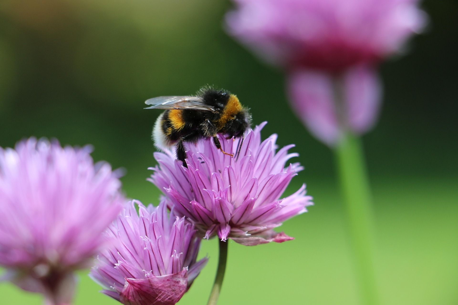 Bumblebee on a purple flower with a blurred pink flower background