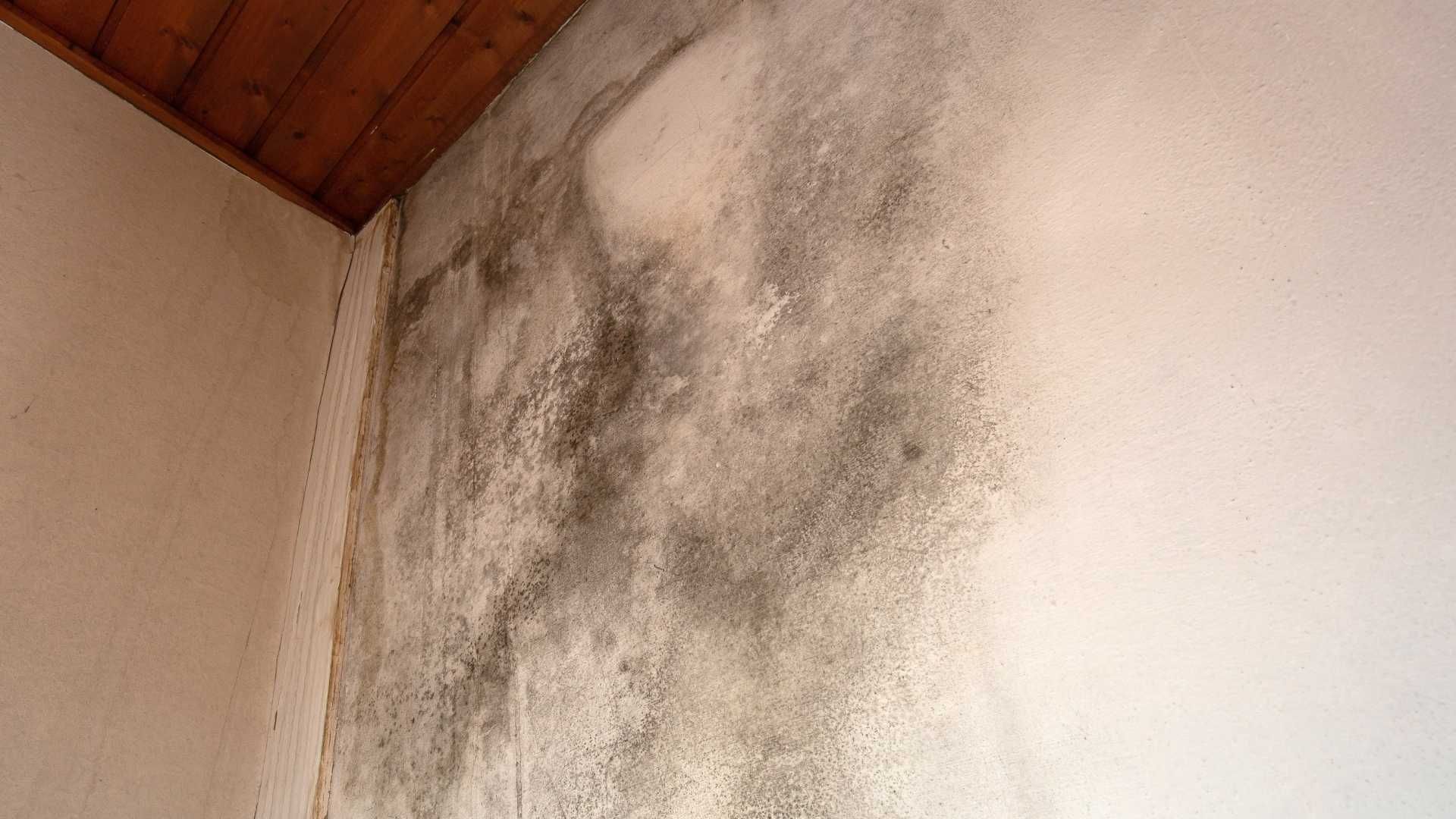 Mold and water stains on a white wall near a wooden ceiling corner