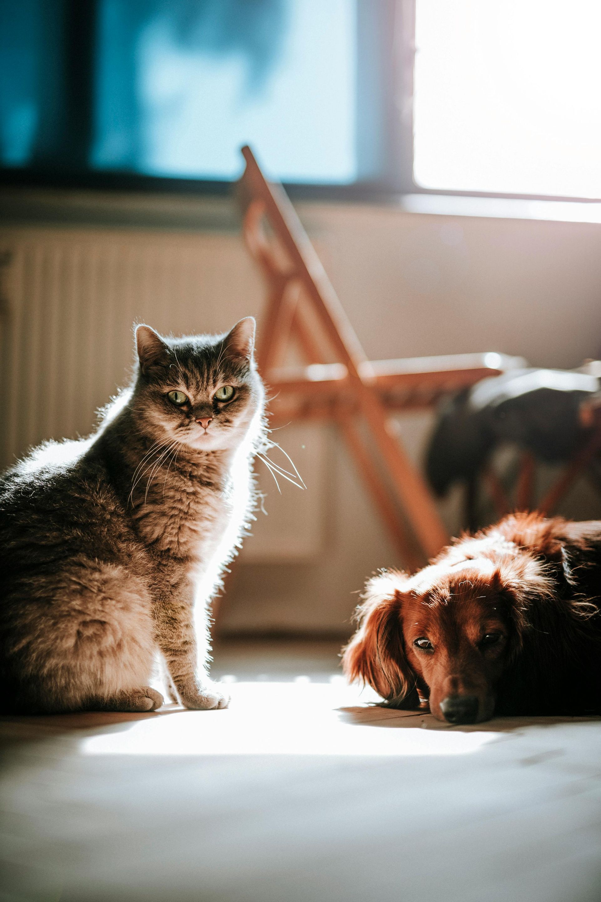 A cat and a dog are sitting next to each other on the floor.