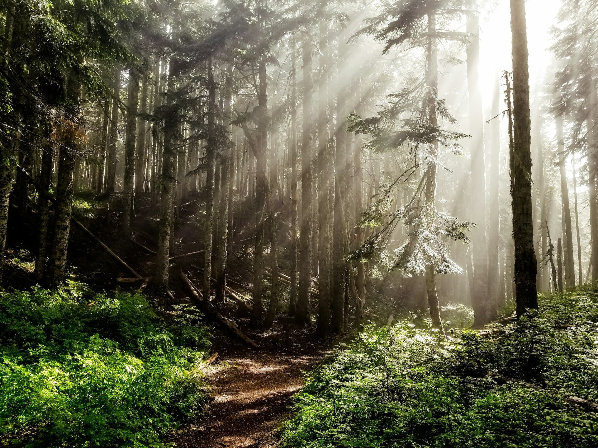the sun is shining through the trees in the forest