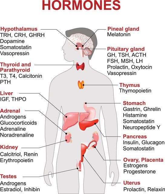 Description of Hormones