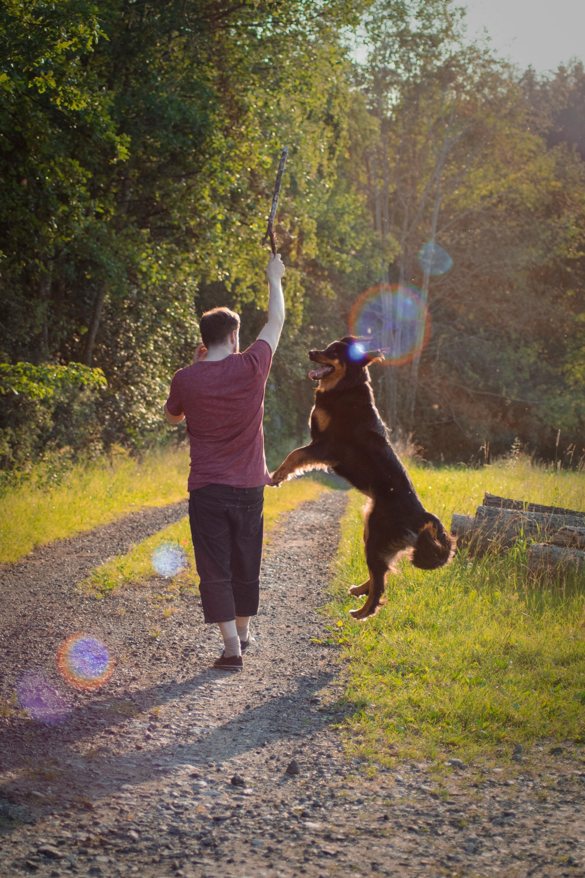 A person throws a stick for a dog jumping in the air on a dirt path in sunlight.