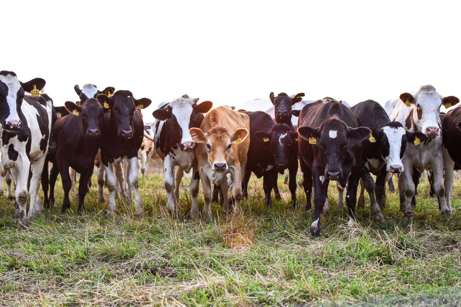 Cows of various colors standing together in a grassy field, facing the camera.