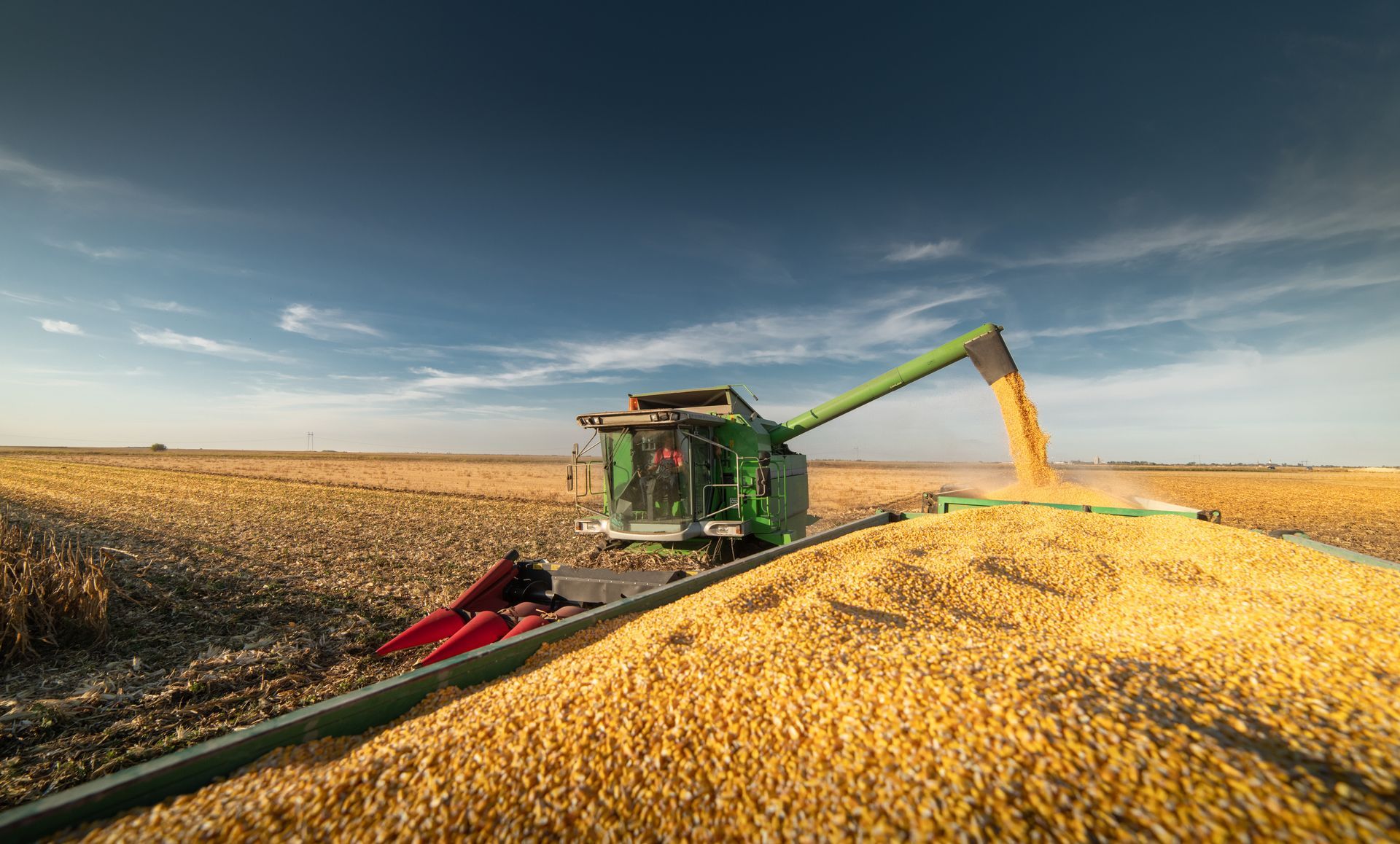 Combine harvesting grain in a golden field at sunset