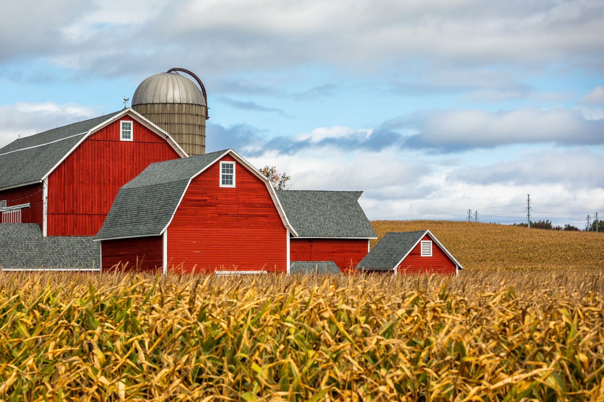 Red barns and a silo in a golden cornfield under a cloudy sky.