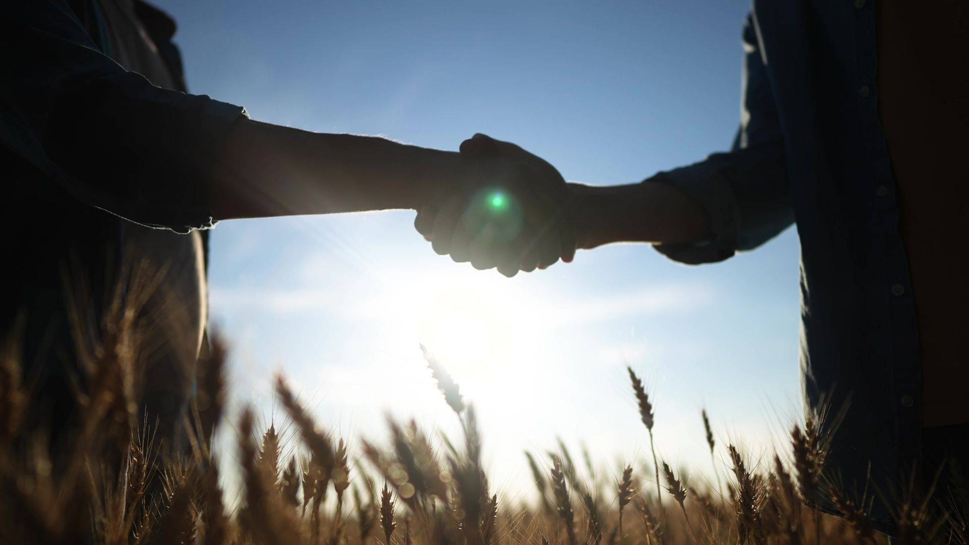 Two people shaking hands in a sunlit field, with tall grass and a bright sky.