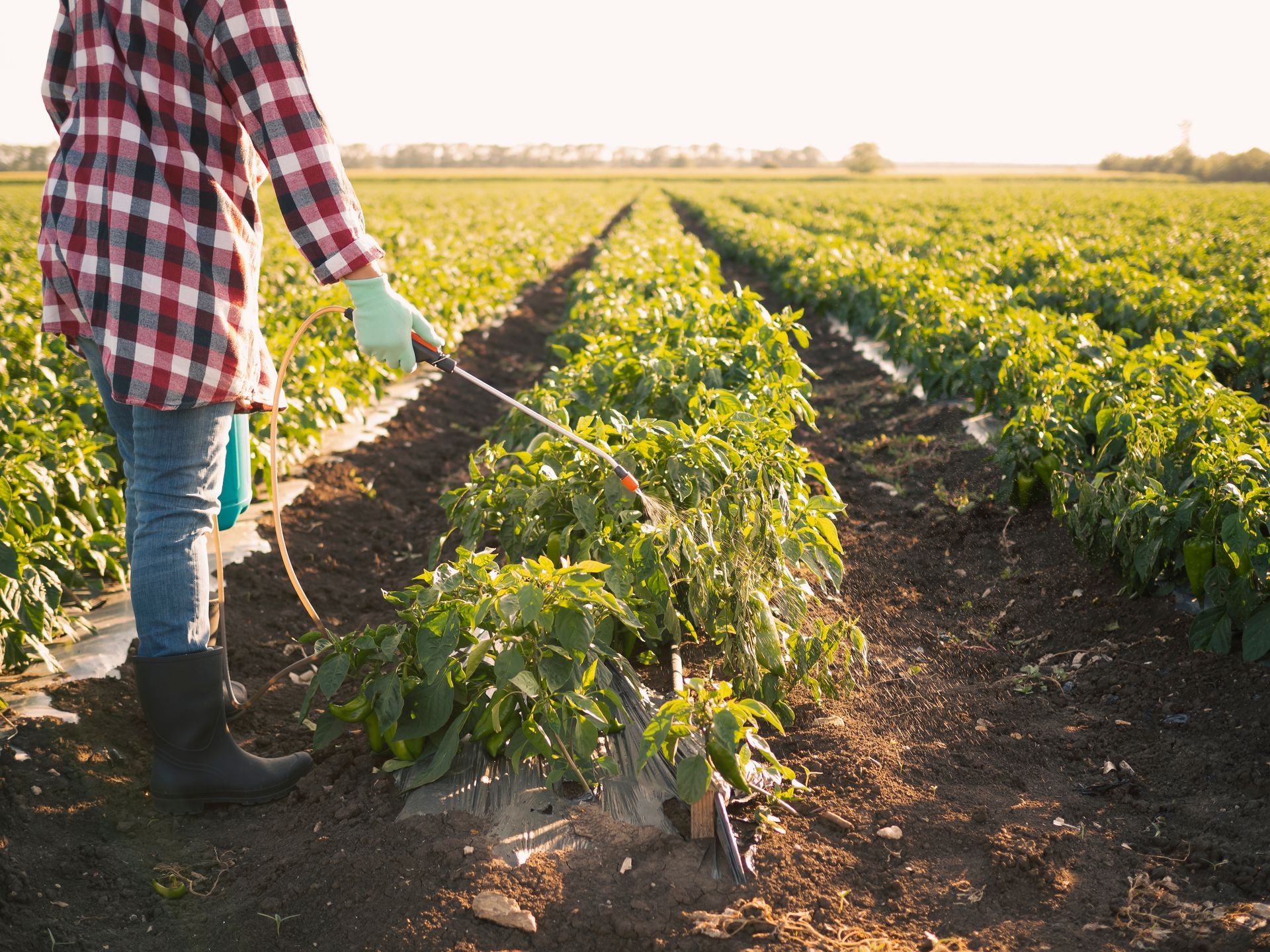 Person spraying crops in a green farm field at sunset