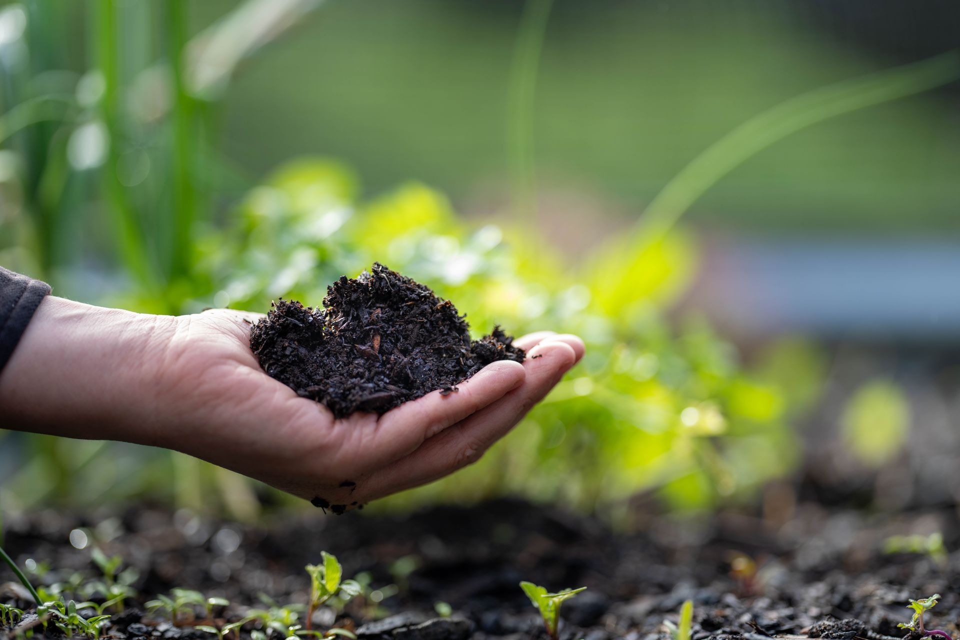 Hand holding dark soil over a garden bed with small green seedlings