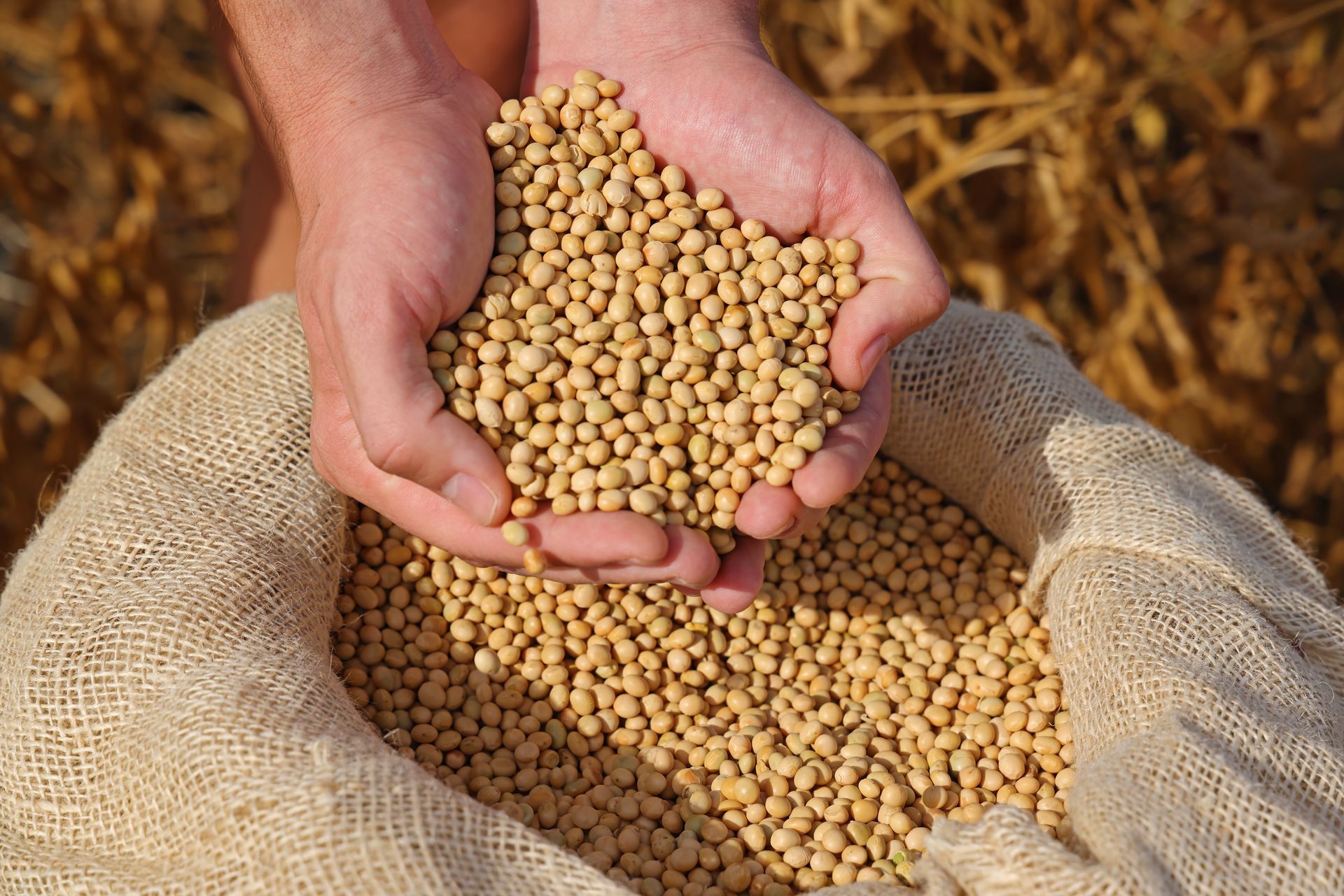 Hands holding beige soybeans over a burlap sack filled with soybeans